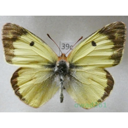 Colias erate (Esper, 1805) male Czech39c